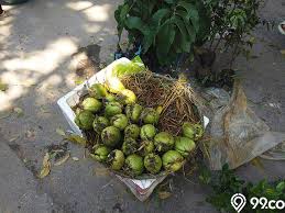 Harga waluh pun tergolong masih murah jadi banyak yang memanfaatkan tanaman ini sebagai selingan petani indonesia. Cara Menanam Labu Siam Di Rumah Sehat Bebas Hama