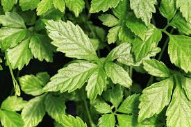 Image result for Eriosema pentaphyllum