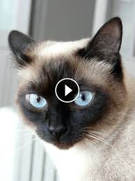 Videos Top 6 Signs That Show Your Cat Is Happy Click To See More Kitten Videos Cat Scute Petlovely Siamese Cats Beautiful Cats Siamese Kittens