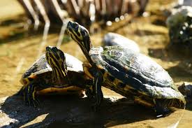 In romania, ea a fost raspandita pe aproape tot cuprinsul tarii, dar in efective relativ reduse, iar astazi este tot mai putin intalnita. Testoasa De ApÄƒ Dulce EuropeanÄƒ Fauna Cum Laude Doru Panaitescu Radio Guerrilla