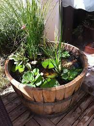 Contour or kidney shaped plastic slotted mesh water garden aquatic pond plant basket, 17 inch, perfect for lily's, planting pot, basket for aquaponics, hydroponics. Lovely Whiskey Barrel Container Pond Featuring Water Lilies Floating Water Lettuce And More Small Water Gardens Container Water Gardens Indoor Water Garden