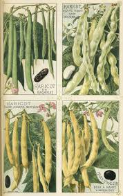 You Say String Bean I Say Haricot Vert Glossophilia