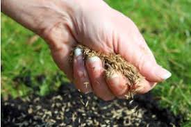Pavers kunstgress og grus in 2020 artificial grass backyard. How To Plant Grass Seed On Hard Dirt Dirt Connections