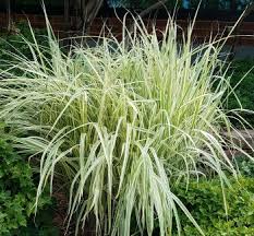 Hardy Ornamental Grasses Phelan Gardens
