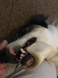 Both have provided services and companionship to humans for many centuries. Two Fire Crews Needed To Rescue Dog That Got Entire Jaw Stuck Inside Bone Deadline News