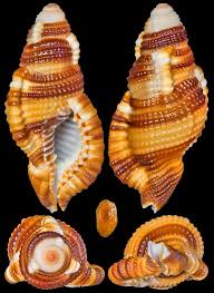 Image result for Chenolea