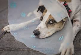 Need easy if your pet needs emergency veterinary care, contact your veterinarian or an emergency vet clinic immediately. What To Expect At The Emergency Vet The Bark