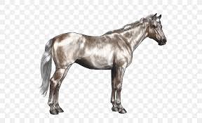 2) the largest percentage of buckskins come from a spanish origin: American Quarter Horse Black Bay Gray Buckskin Png 600x500px American Quarter Horse Agouti Bay Bit Black