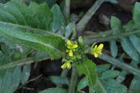 Image result for Rorippa nudiuscula