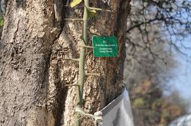 Image result for Balanites maughamii