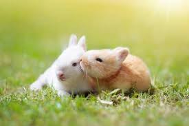 الحب عند الحيوانات بين الغزل العفيف واستعراض القوة animals animal photo animal companions