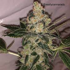 Orange cookie dough gives the user a pleasant body buzz without giving an overly sedating cerebral effect. Cookies Dough Sundae Von Cannarado Genetics Cannabis Sorten Infos