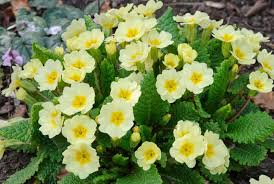 Image result for Primula