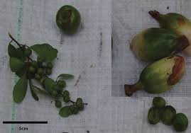 Image result for Grewia rugosifolia