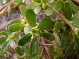 Watch all our foraging & edible plant identification videos here: Purslane Pictures Flowers Leaves Identification Portulaca Oleracea