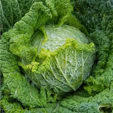 Image result for hlávková kapusta