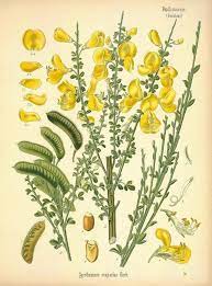 A Modern Herbal Broom Botanical Prints Botanical Printables Botanical