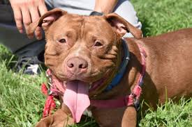 About diva's pitbull rescue ct. Pet Of The Week 2 Year Old Pitbull Up For Adoption At Meriden Humane Society