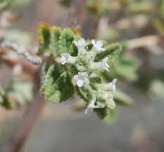 Image result for Aloysia