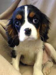 Image Result For Cavalier King Charles Spaniel Puppies King Charles Dog Cavalier King Charles Dog King Charles Cavalier Spaniel Puppy