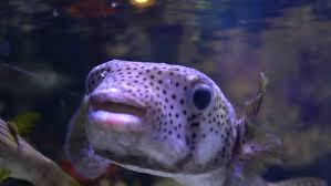 It should not to be mistaken. Spot Fin Porcupinefish Diodon Hystrix Also Stock Footage Video 100 Royalty Free 1017125527 Shutterstock