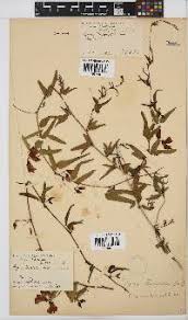 Image result for Nolletia zambesica