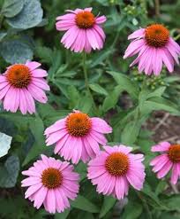 Echinacea leaves are a great supplement for rabbits. Echinacea Adam Saul Pp 21023 Summer Flowers To Plant Echinacea Rabbit Resistant Plants