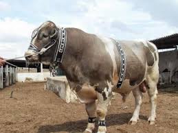 Image result for bakra eid 2015 pakistan