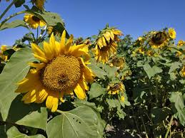 Pembiakan sulur nenas ini sangat mudah untuk dibuat.ini dinamakan. Tanaman Bunga Matahari Berkembang Biak Dengan Cara Info Lif Co Id