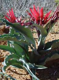 Image result for Oxygonum buchananii