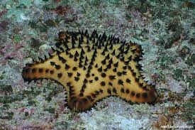 Image result for Nidorella auriculata