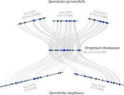 Image result for Sporobolus stapfianus