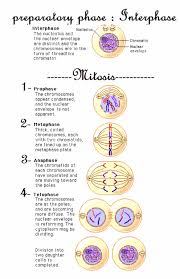Check spelling or type a new query. What Is The Process Of Cell Division In Animals Quora