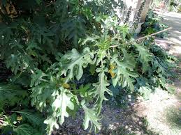 Image result for Montanoa bipinnatifida