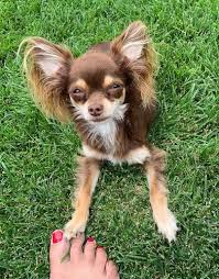 The long hair version requires meticulous grooming by someone who intends to stay home to care for the dog several hours a day. Russian Toy Dog Breed Information And Pictures