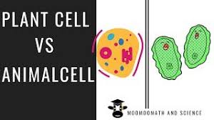 September 1951 · the quarterly review of biology. Plant Cell Vs Animal Cell Compare And Contrast Youtube