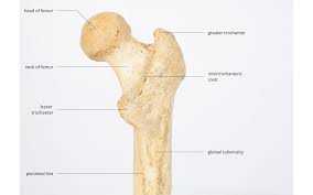 The knee joint is the largest joint in the body and is primarily a hinge joint, although some sliding and rotation occur. Lower Limb Department Of Physiology Development And Neuroscience