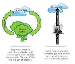 Biomass Flashcards Quizlet