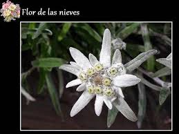 Pin On Flores