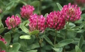 Image result for Trifolium simense