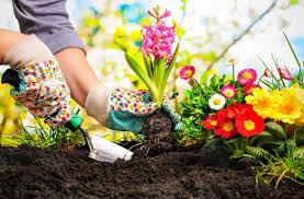 Selain itu, sedulur juga perlu mengetahui daftar tanaman atau sayuran yang mudah ditanam dan cepat panen. Cara Mudah Bercocok Tanam Di Rumah Dengan Modal Sedikit Tanah Update Informasi Terkini