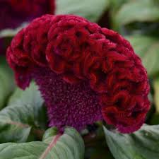 Image result for Celosia pandurata