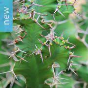 Image result for Monadenium torrei