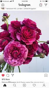 Pin On Favorite Flowers