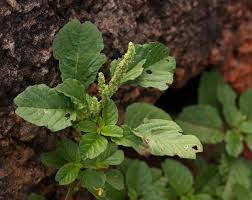 Image result for Amaranthus blitum