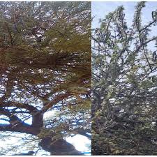 Image result for Erianthemum