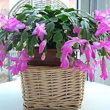 When she died i don't know who in the family took it if anyone. Buy Seeds 10pcs Bag Christmas Cactus Flower Christmas Cactus Plants Bonsai Online Get 12 Off