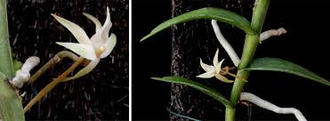Image result for Angraecum erectum