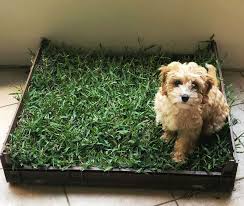 We did not find results for: 15 Diy Dog Porch Potty Grass Box Projects Playbarkrun