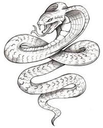 For this drawing, i use ink liners of 0.3, 0.4, 0.5 and 0.8 widths for the approximately a4 size of paper. Snake Drawing Outline Hayecam
